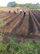 柘木镇：抢抓农时忙播种 大豆单产提拔合理时